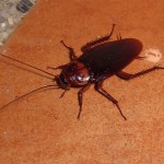 American Cockroach