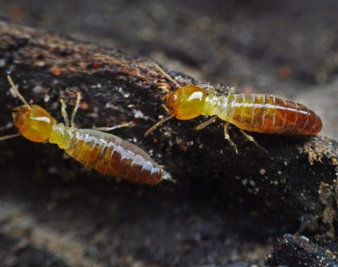 Dampwood Termites